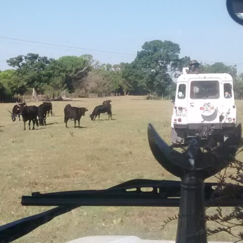 IMG_20150805_101258234