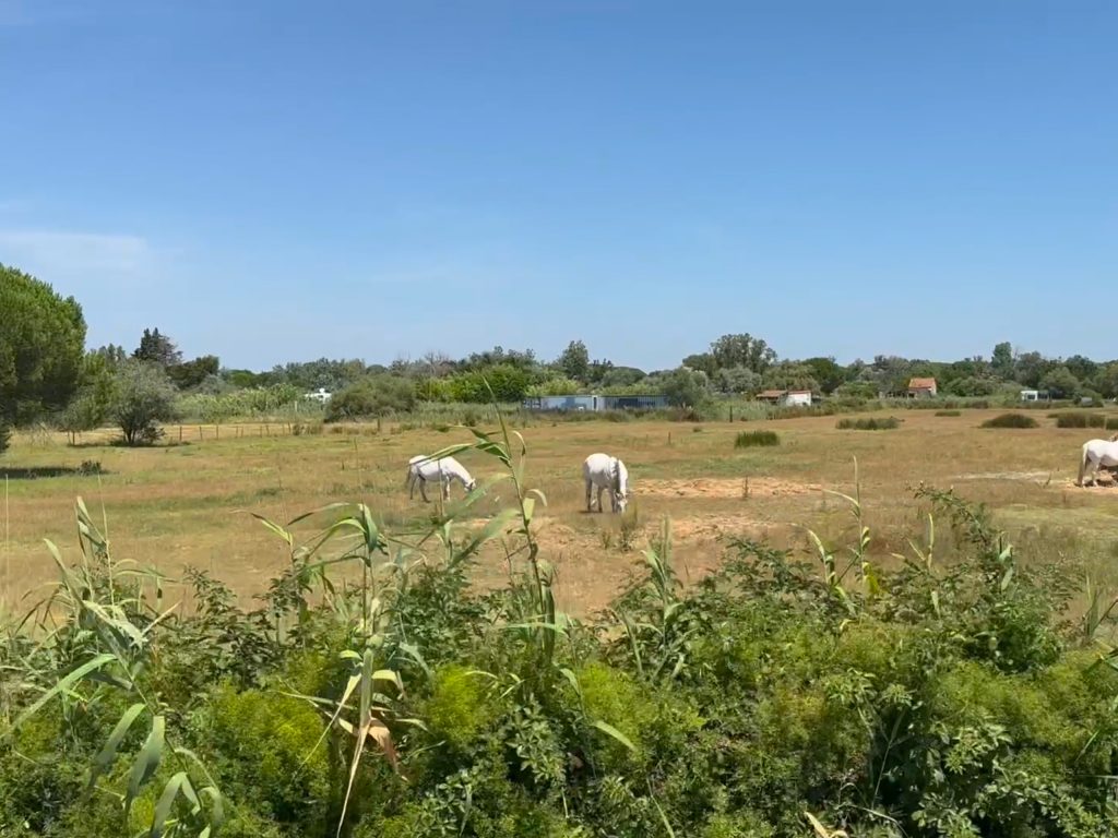 Chevaux blancs de Camargue dans une prairie près du Bourgidou lors d’un safari Camargue Sauvage