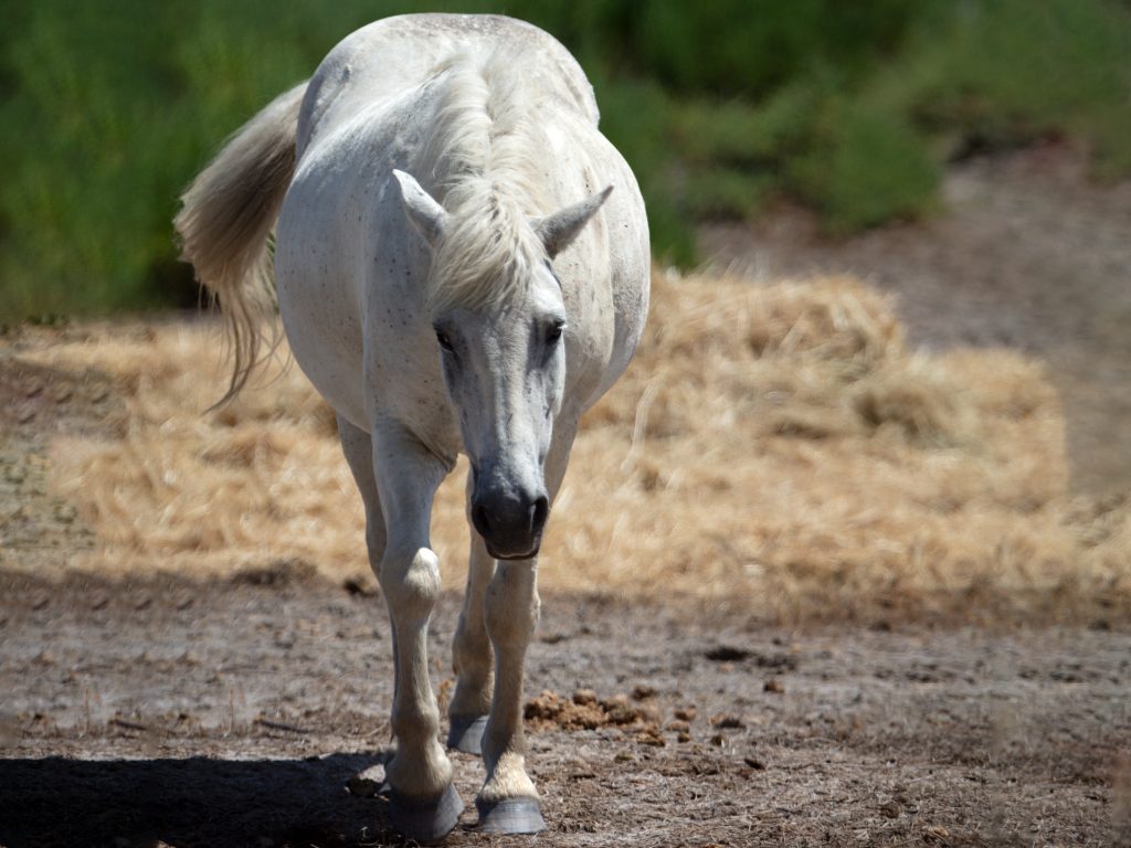 Cheval blanc de Camargue dans une sansouire lors d’un safari Camargue Sauvage