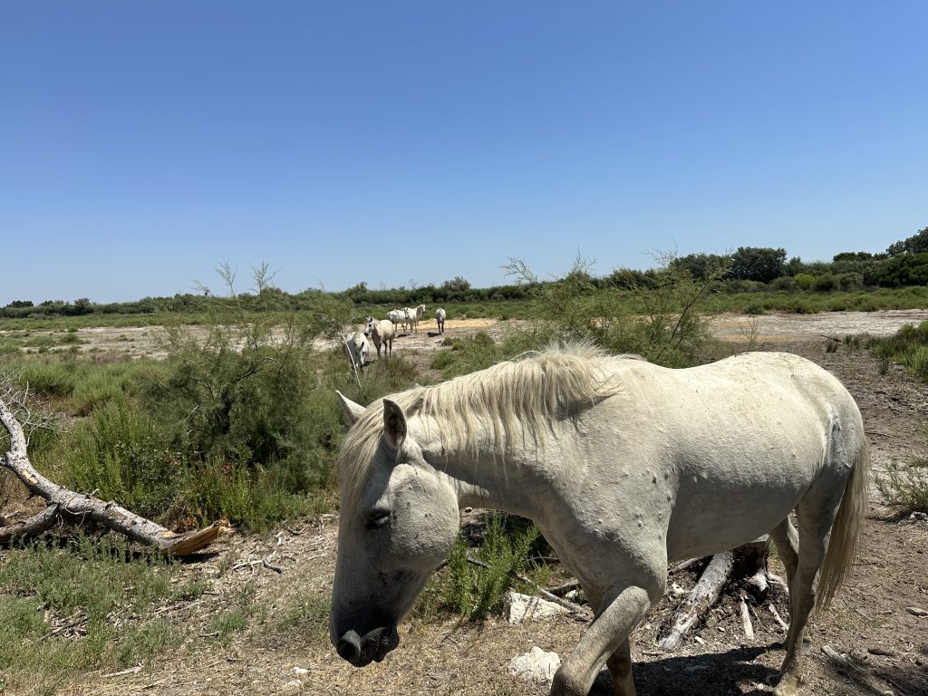 Cheval blanc de Camargue dans un paysage sauvage lors d’un safari 4x4 Camargue Sauvage