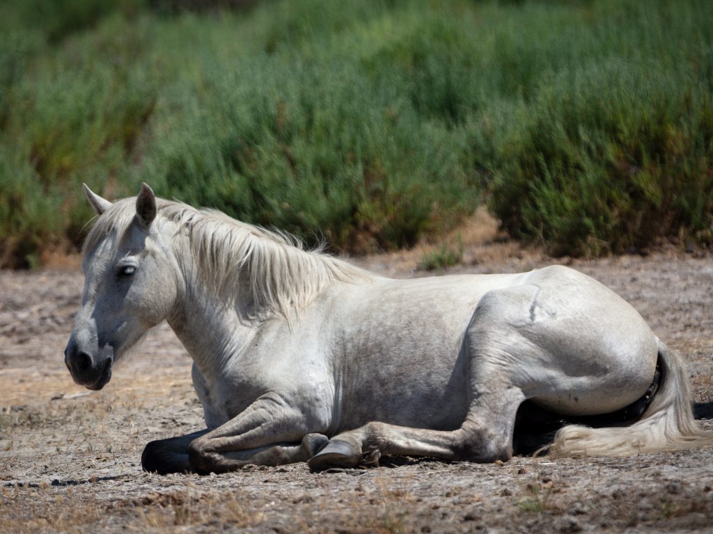 Cheval blanc de Camargue couché dans une sansouire lors d’un safari Camargue Sauvage
