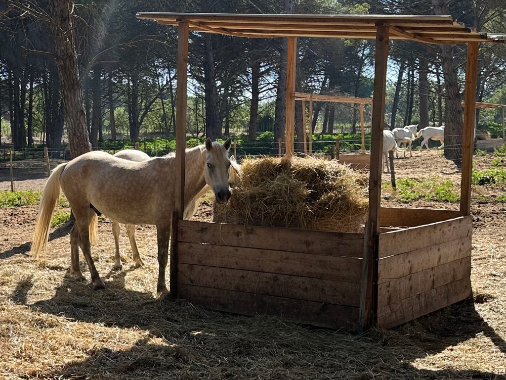 Chevaux camarguais mangeant du foin dans un parc ombragé lors d’un safari Camargue Sauvage