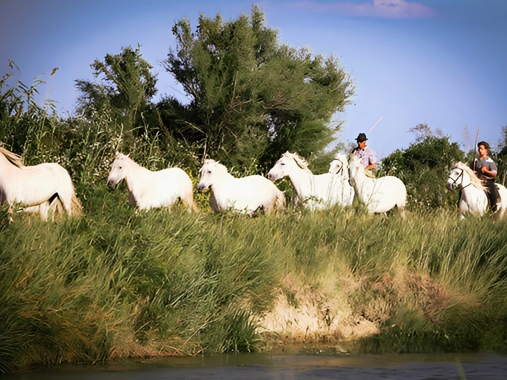 Gardians à cheval avec des chevaux de Camargue au bord de l’eau lors d’un safari Camargue Sauvage