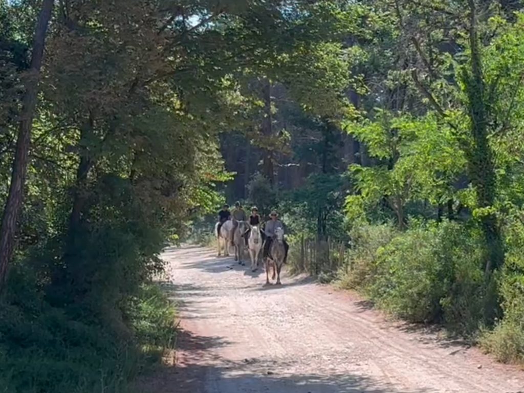 Cavaliers sur des chevaux de Camargue sur une piste boisée au Mas de la Comtesse lors d’un safari Camargue Sauvage