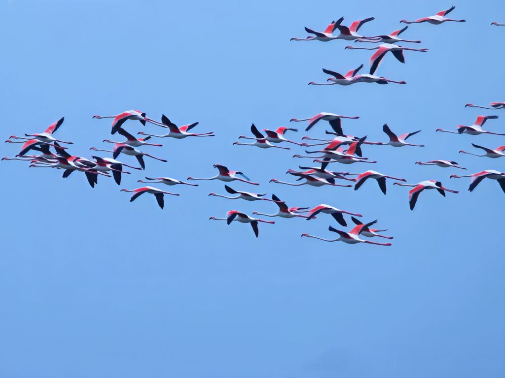 Flamants roses en vol dans le ciel de Camargue lors d’un safari Camargue Sauvage