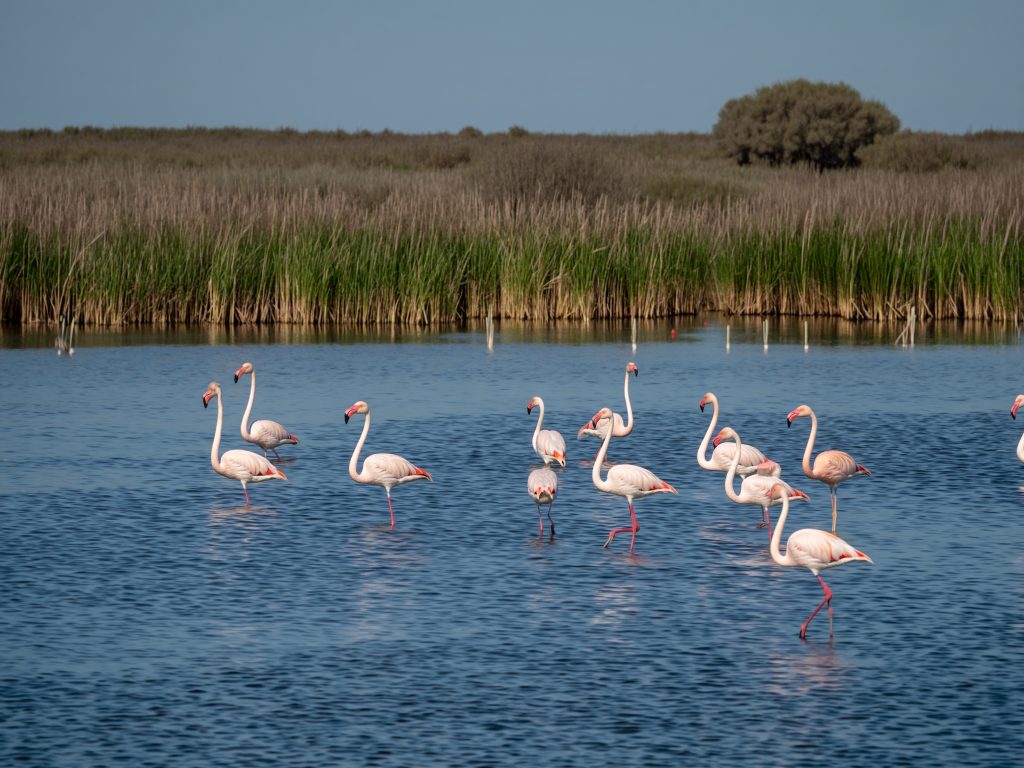 Flamants roses dans un étang de Camargue lors d’un safari Camargue Sauvage