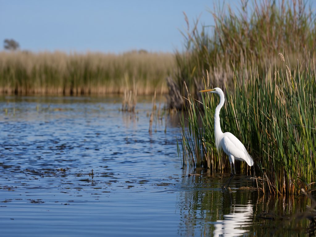 Grande aigrette pêchant au bord d’un étang de Camargue lors d’un safari Camargue Sauvage