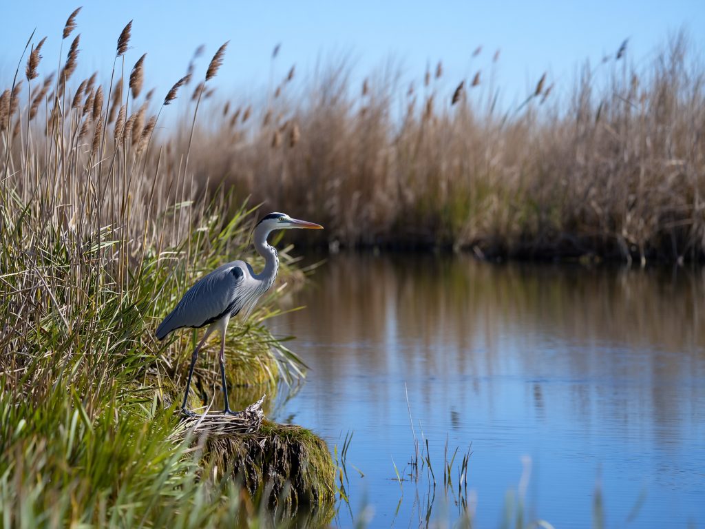 Héron cendré au bord d’un étang de Camargue lors d’un safari Camargue Sauvage