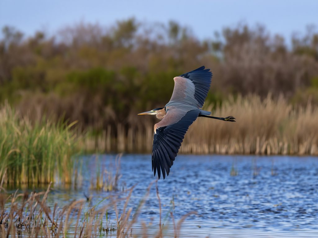 Héron pourpré en vol au-dessus d’un étang de Camargue lors d’un safari Camargue Sauvage