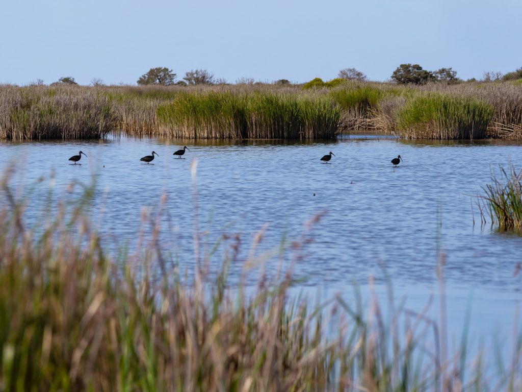 Ibis noirs sur un étang bordé de roseaux lors d’un safari Camargue Sauvage
