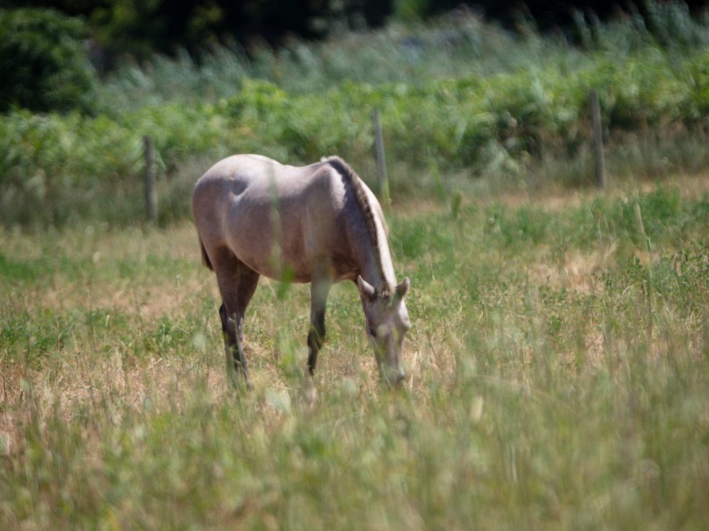 Poulain camarguais broutant dans un pré lors d’un safari Camargue Sauvage