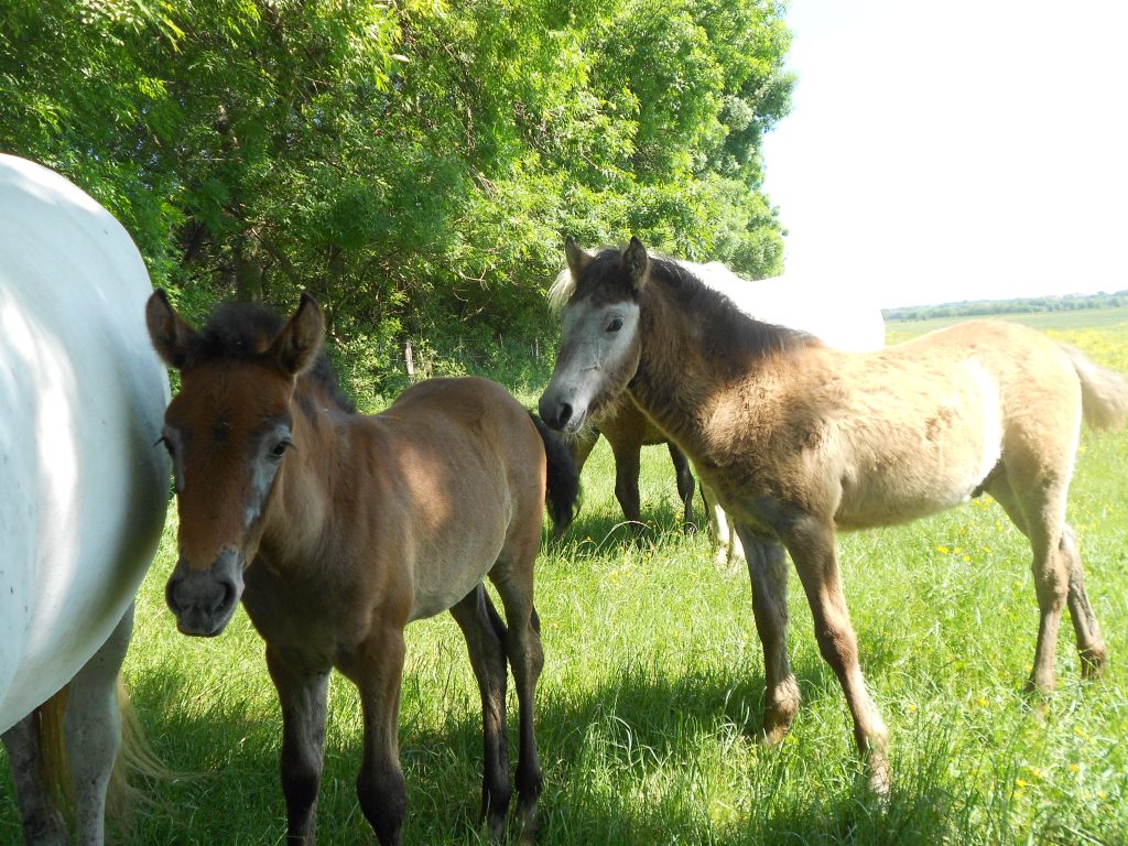 Poulains et chevaux de Camargue dans une prairie lors d’un safari Camargue Sauvage