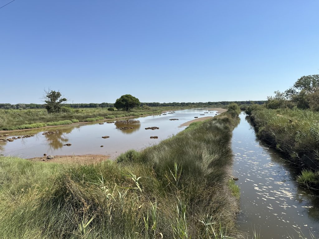 Roubine et marais de Camargue bordés de roseaux lors d’un safari 4x4 Camargue Sauvage