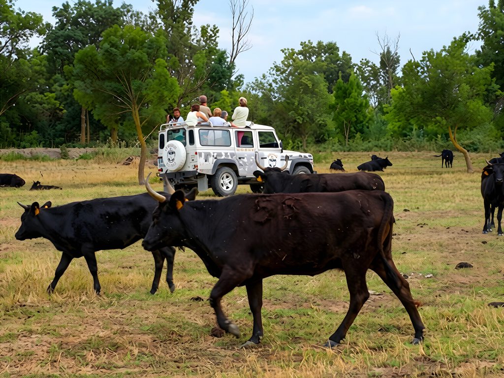 Taureaux de Camargue autour d’un 4x4 Camargue Sauvage lors d’un safari en manade