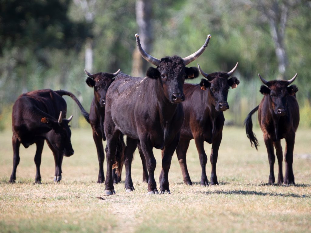 Taureaux de Camargue dans une manade lors d’un safari 4x4 Camargue Sauvage