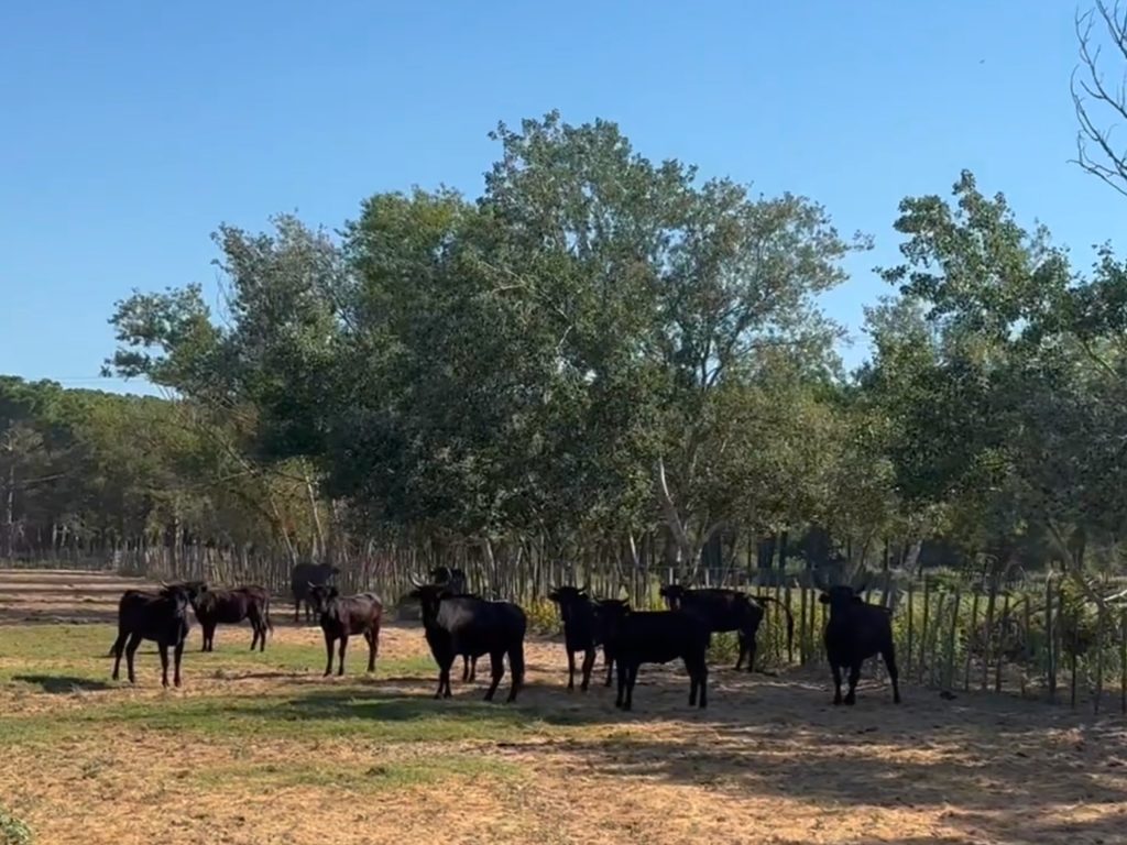 Taureaux de Camargue dans une manade au Mas de la Comtesse lors d’un safari 4x4 Camargue Sauvage