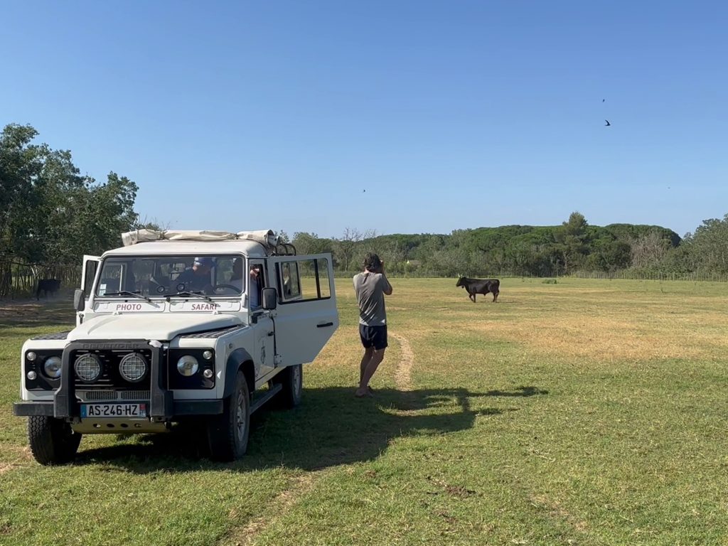 4x4 Camargue Sauvage dans une prairie avec des taureaux au Mas de la Comtesse lors d’un safari