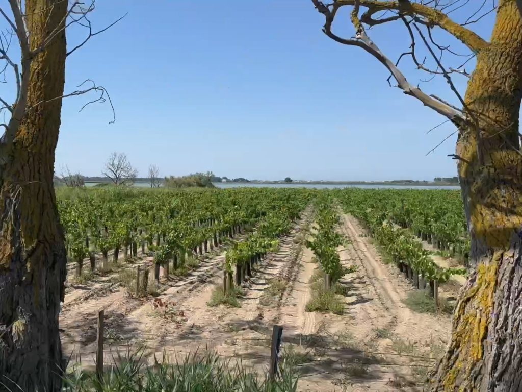Vignes des sables en Camargue avec étang en arrière-plan lors d’un safari 4x4 Camargue Sauvage